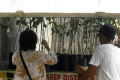 Tree Planting